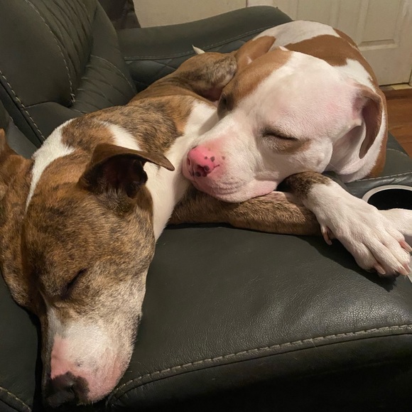 Meet your Posher, Jodie - Picture 2 of 3